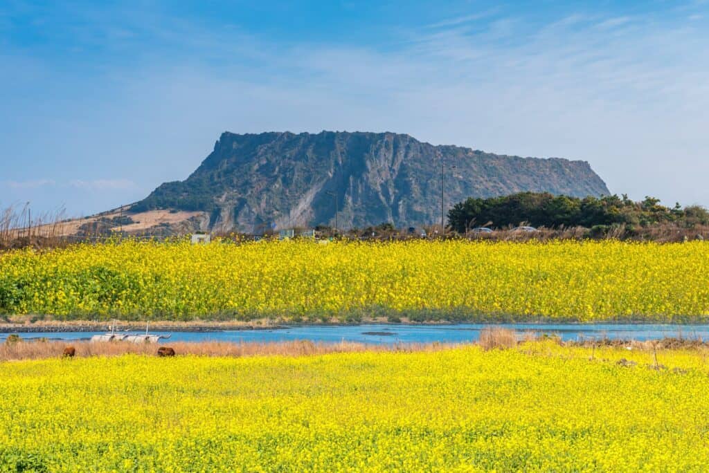 Jeju